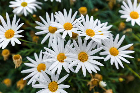 Chamomile flowers - nature floral background