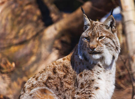 Lynx - zoo in Innsbruck Austria - animal backgroundの写真素材