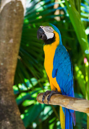 Parrot in Bali Island Indonesia - nature background