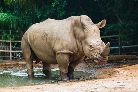 Rhino in park - animal backgroundの写真素材