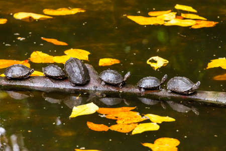 Turtles in park - animal background