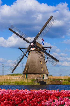 Windmills and flowers in Netherlands - architecture background