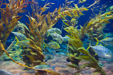 Fishes and corals reef in Aquarium - nature backgroundの写真素材