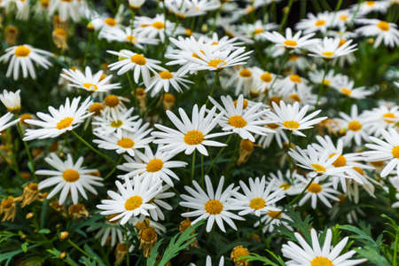 Chamomile flowers - nature floral background