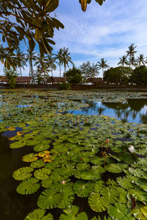 Pond in Candidasa - Bali Island Indonesia - nature travel backgroundの写真素材