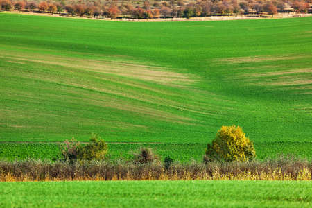 Famous moravian fields - Czech Republic - nature and travel backgroundの写真素材