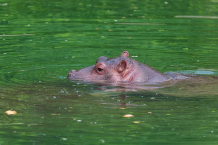 Hippo in water - animal backgroundの写真素材
