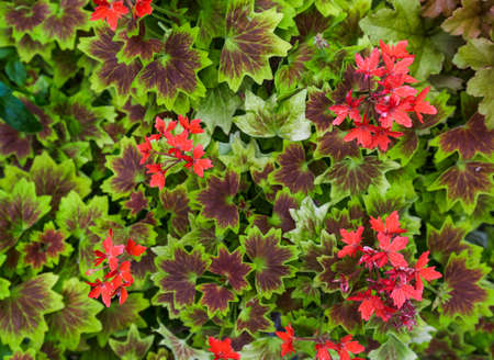 Green foliage - nature background