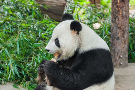Giant panda in park - animal backgroundの写真素材