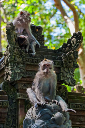 Monkey in forest park in Ubud - Bali Indonesia - animal backgroundの写真素材