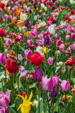 Flowers with water rain drops - nature backgroundの写真素材