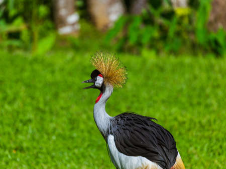 Grey Crowned Crane in Bali Island Indonesia - nature background