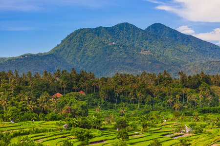 Rice fields on Bali island Indonesia - travel and nature backgroundの写真素材