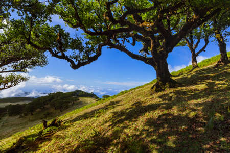 Magic forest in Madeira Portugal - travel background