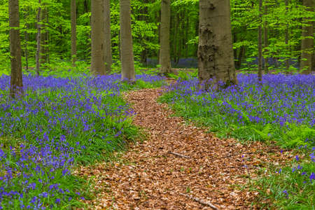 Famous forest Hallerbos in Brussels Belgium - nature backgroundの写真素材