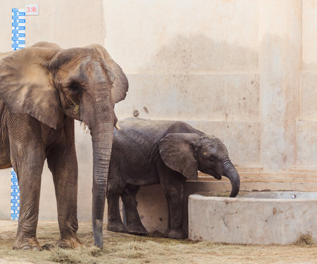 Elephant in zoo - animal backgroundの写真素材