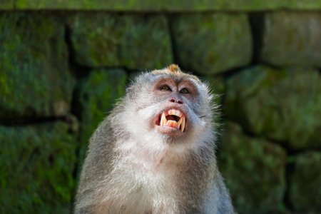 Monkey in forest park in Ubud - Bali Indonesia - animal backgroundの写真素材