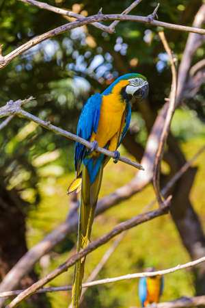 Parrot in Bali Island Indonesia - nature background