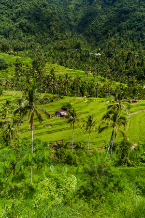 Rice fields on Bali island Indonesia - travel and nature background