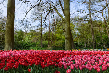 Flowers in garden Keukenhof Netherlands - nature backgroundの写真素材