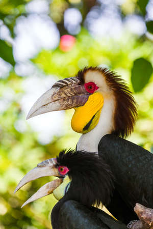 Wreathed Hornbill bird in Bali Island Indonesia - nature background