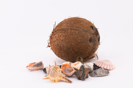 coconut, shells and pebbles on a white background