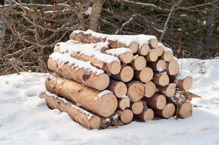 cut trees for combustion under snow in the woods