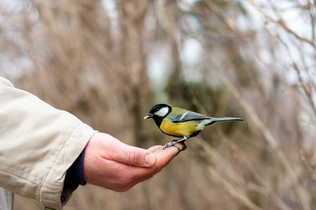 Tit eater seeds of a human hand in regards natural