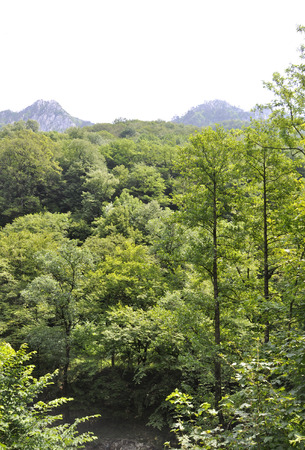 Forest landscapeの写真素材