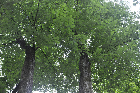 Under treesの写真素材
