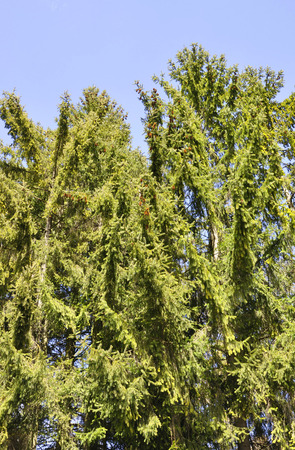 Pine backgroundの写真素材