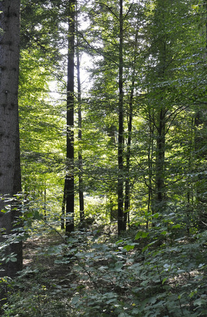 Forest in summerの写真素材