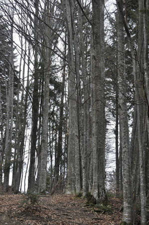 Forest in Winterの写真素材