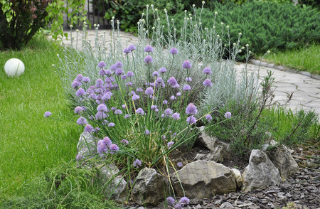 Aromatic herbs Gardenの写真素材