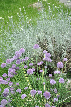 Blooming chive backgroundの写真素材
