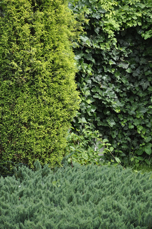 Natural backgroundの写真素材