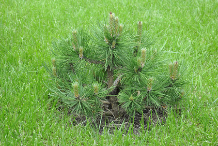 Little pine tree in springの写真素材