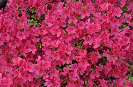 Floral beautiful backgroundの写真素材