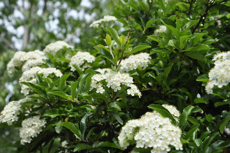 Flowers backgroundの写真素材