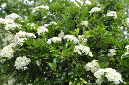 White flowers backgroundの写真素材