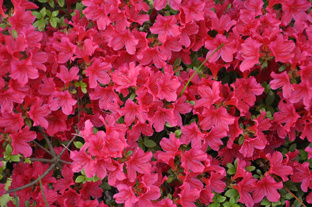 Floral backgroundの写真素材