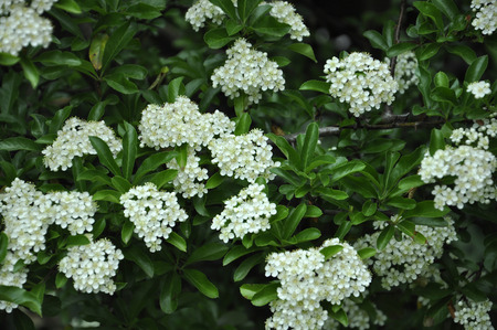 White flowers backgroundの写真素材