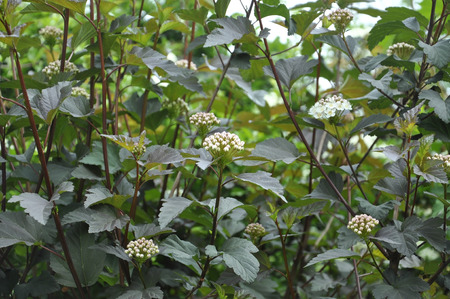Blossom Bush Backgroundの写真素材