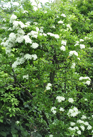 Blossom Bush Backgroundの写真素材