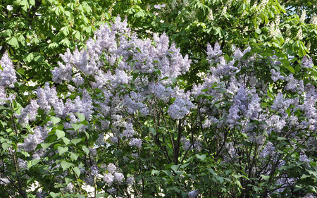 Lilac spring flowersの写真素材
