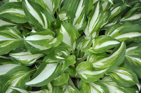 Green leaves close up backgroundの写真素材