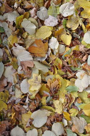 Foliage backgroundの写真素材