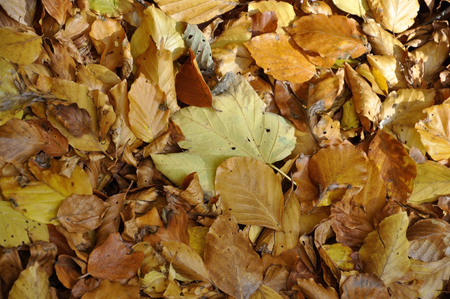 Autumn leaves backgroundの写真素材