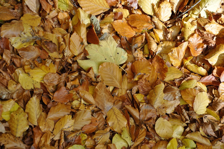 Foliage backgroundの写真素材