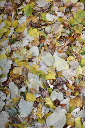 Foliage backgroundの写真素材
